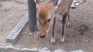 枝食べる鹿ちゃん🦌【奈良公園】