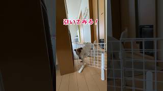 子犬の成長が凄い‼️ジャックラッセルテリアのひまわり＆つばき【ひまチャンネル】#shorts#子犬#多頭飼い