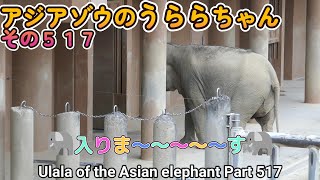 アジアゾウのうららちゃん（５１７）🐘入りま～～～～す🐘（東山動植物園）Ulala of the Asian elephant Part 517