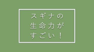 スギナの生命力がすごい！ | 湯布院産スギナ茶専門店 The Sugina Life