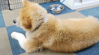 秋田犬会館配信！