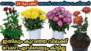 💯എല്ലാ ചെടികളും വൻ വിലക്കുറവിൽ ഇവിടെ കിട്ടും/Affordable price plants/Plant sale/Jamanthi plant sale