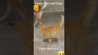 Funniest Animals 2023 Funniest Cats and Dogs Part 1 cute animals beautiful