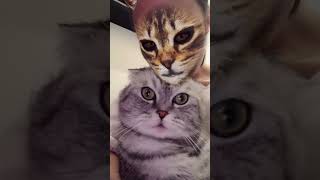 Cats react to cat filter 😂