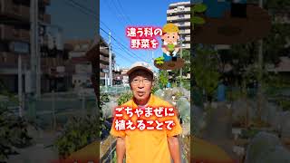 レタスとアブラナ科の混植栽培のコツ！コンパニオンプランツについて解説【農園ライフ】#shorts