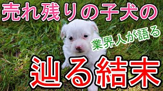 【裏話】ペットショップで売れ残った子犬の結末とは【業界人】