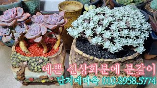 신상 화분에 짚시군생 \u0026 화이트그리니 분갈이해요!  💕단지네다육 010.8958.5774