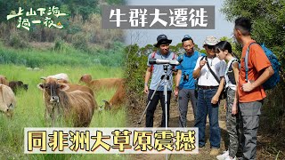 牛群大遷徙！！震撼度彷彿置身非洲大草原～｜【上山下海過一夜】