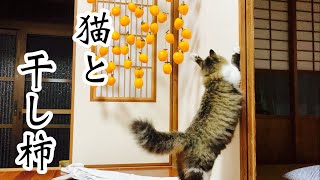 【田舎暮らしと猫】干し柿を使ってからかう猫とからかわれる人間（笑）