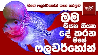 Flowerhorn Sinhala | ෆලවර්හෝන් ගැන සිංහලෙන් සරලව.