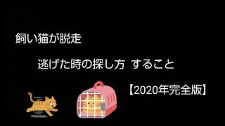 飼い猫が脱走  逃げた時の探し方  すること【2020年 完全版】