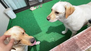 お水苦手犬きなこ。水遊びから逃げまくってサブレだけビショ濡れ。ラブラドールきなこ６歳４か月サブレ１歳８か月