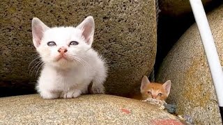 港で見掛けた子猫の兄弟がかわい過ぎる