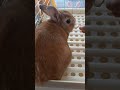 【うさぎカフェ】横から乾燥パパイヤが近づいて来た～ shorts うさぎカフェ うさぎ bunny