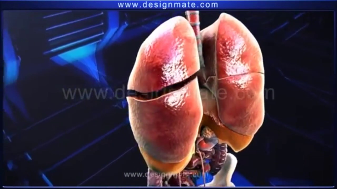 Respiratory System Lively Worksheet Youtube