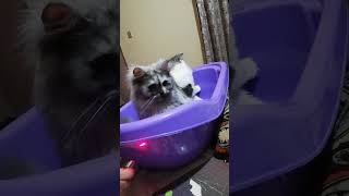 🙀Neenu And Reenu fall  from bath tub#viral cats shorts#Cats TV #funny Cats#Viral Cats Videos🤣#VT