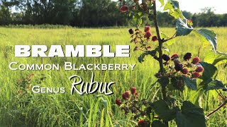 Discovering Brambles (Rubus Fruticosus) - Common Wild Blackberry in Nature