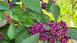 Callicarpa Bodinieri Profusion Explained