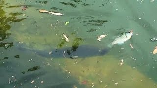 ブルーギルに襲いかかるブラックバス　Large-mouth bass attacks a bluegill.