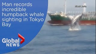 Man records stunning sighting of humpback whale in Tokyo Bay