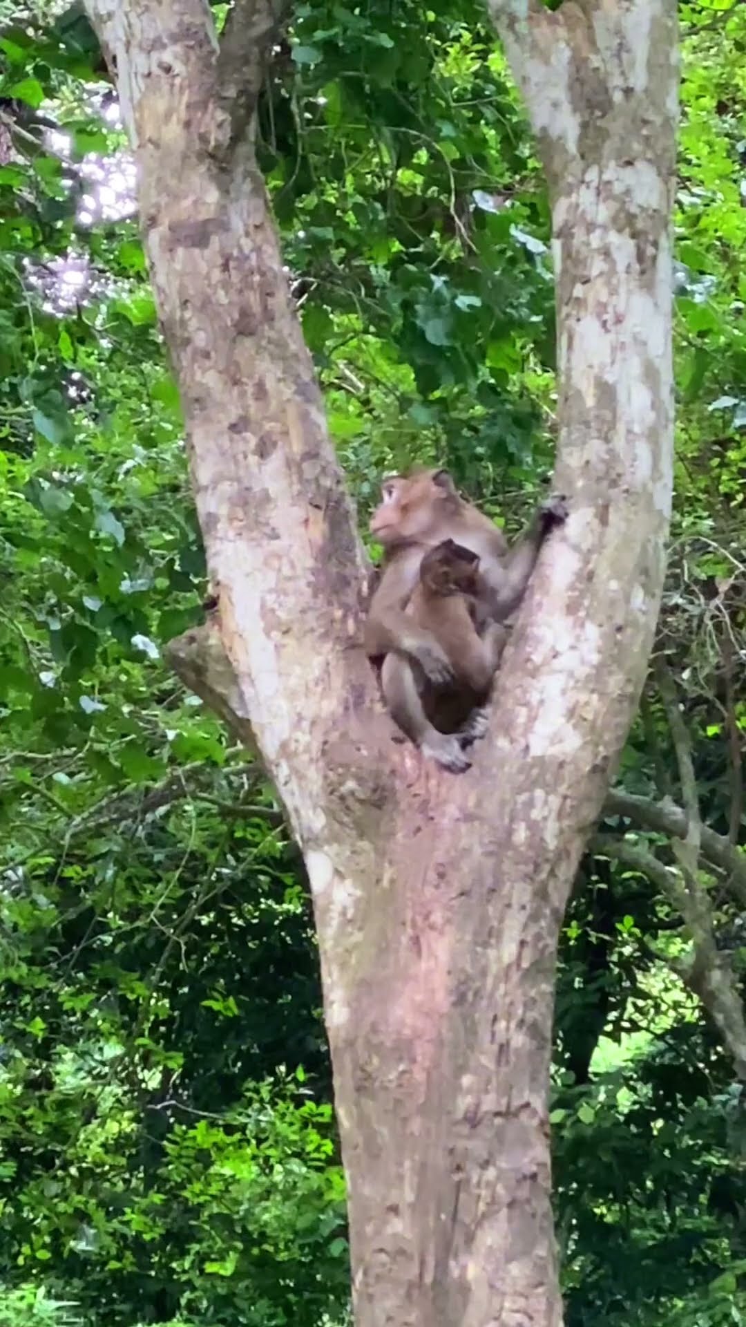 Baby Cartoon Dop2 Monkey Monkeysspinningmonkeys Youtube