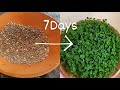 How to grow Chia Sprouts in just 7 Days🍀