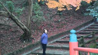 2014 11 23高岡古城公園