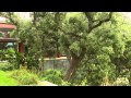 Garden architecture makeover|Curt Arnette|Central Texas Gardener