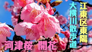 江東区東陽  大横川散歩道  河津桜開花(カワヅザクラ)　　2025年2月7日撮影