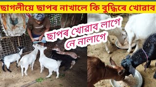 ছাগলীয়ে ছাপৰ নাখালে কি বুদ্ধিৰে খোৱাব/How to feed sapor to goat/Goat farming in Assam