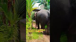 ගෙදර කවුද 😂 කන්න මොකුත් නැද්ද ❤️🐘📷 #elephant #viralvideo #viralshort #seetha #kandula