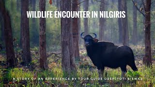 A Wild Animal Encounter In Nilgiris