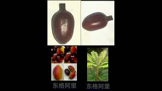 @东格阿里(Tongkat Ali/Eurycoma longifolia)