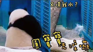 圓寶在網格邊，和保育員互動，保育員用水管噴圓寶|熊貓貓熊The Giant Panda Yuan Yuan and Yuan Bao|台北市立動物園