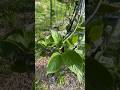 QUICK GARDEN TOUR (with Kiwi Vines) | May 16, 2023 | Connecticut Garden