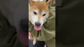 ペットクリニックにて爪切りをする柴犬マメ　(切り抜き)