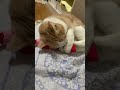 けりぐるみエビをケリケリする猫　 猫　 shorts