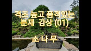 쉽게 볼수 없는 격조 높고 품격있는  분재 감상  소나무