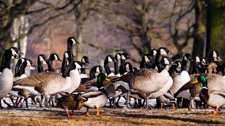 🦢The World of Geese, Swans and Ducks🦆