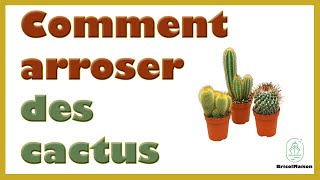 Comment arroser des cactus