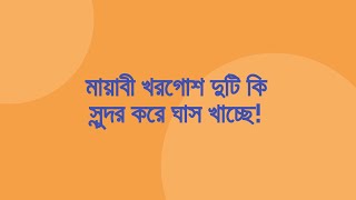 দুটি খরগোশ মাঠে ঘাস খাচ্ছে