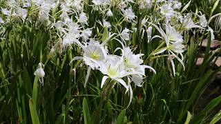 Spider Lilies