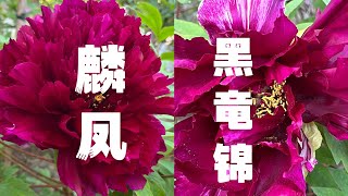 青石话牡丹芍药 牡丹品种：麟凤和黑竜锦 Tree peony:Rinpo \u0026 Kokuryu Nishiki