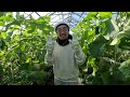 wintering muskmelon cultivation diary 17 tamafuki japan farming