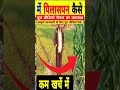 👆👆लहसून में पीलापन पूरा वीडियो चैनल पर उपलब्ध 👆👆 लहसुन में फफूंदनाशक shortvideo lahsunkikheti