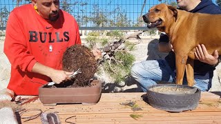 MICORRIZAS - Trasplantando Pino Bonsai fuera de Fecha