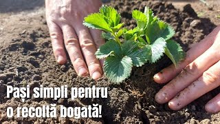 Cum se planteaza capsunii - Pași simpli pentru o recoltă bogată