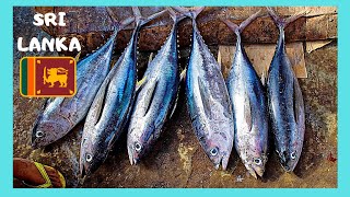 SRI LANKA: Fish market of the beautiful city of GALLE #travel #srilanka
