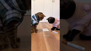 あみだくじで家事当番を決める猫 #shorts #ねこ #ネコ #おもしろ動画