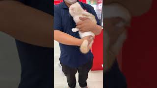 【No.】ペットショップ犬の家猫の里碧南店